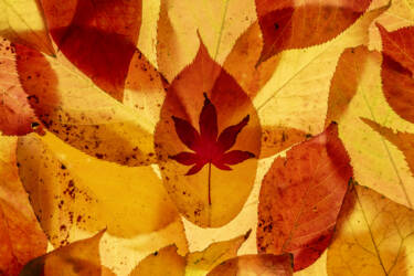 Ross Hoddinott | Nikon magazine