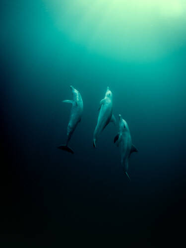 Nikon magazine - George Karbus underwater with the ZR
