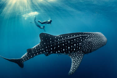 Nikon magazine - George Karbus underwater with the ZR